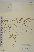 孩兒參藏品圖，第1張