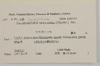 孩兒參藏品圖，第2張