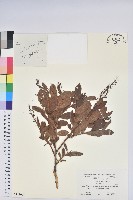 登錄號:S123001藏品圖，第1張