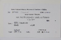 達爾色木槭藏品圖，第2張