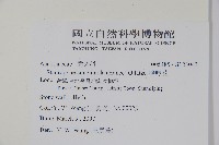 哈哼花藏品圖，第2張