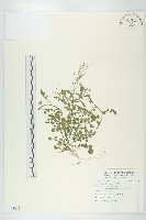 焊菜藏品圖，第1張