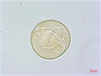 楝、苦楝藏品圖，第3張