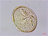 光葉薔薇藏品圖，第1張