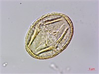 光葉薔薇藏品圖，第2張