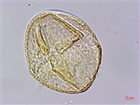 光葉薔薇藏品圖，第3張
