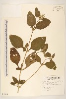 金腰箭藏品圖，第1張