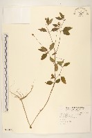 金鈕釦藏品圖，第1張