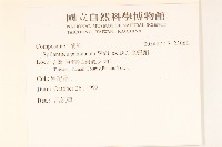 金鈕釦藏品圖，第2張