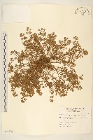 假吐金菊藏品圖，第1張