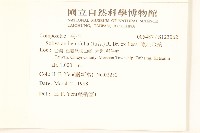 假吐金菊藏品圖，第2張