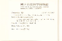 假吐金菊藏品圖，第2張