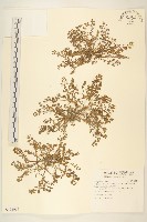 假吐金菊藏品圖，第1張