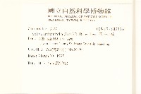 假吐金菊藏品圖，第2張