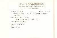 一枝黃花藏品圖，第2張