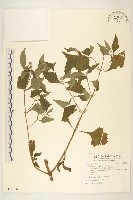 豨簽藏品圖，第1張