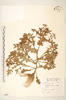 歐洲黃菀藏品圖，第1張