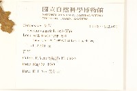 歐洲黃菀藏品圖，第2張