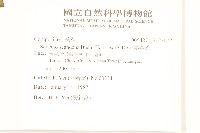 蔓黃菀藏品圖，第2張