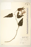 蔓黃菀藏品圖，第1張