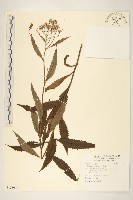 黃菀藏品圖，第1張