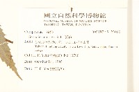 黃菀藏品圖，第2張