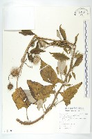 臺灣青木香藏品圖，第1張