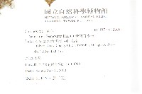 臺灣青木香藏品圖，第2張