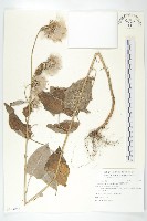 臺灣青木香藏品圖，第1張