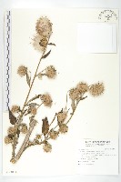 臺灣青木香藏品圖，第1張