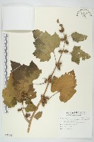 蒼耳藏品圖，第1張