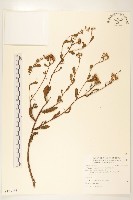 光梗闊苞菊藏品圖，第1張