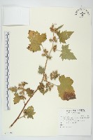 蒼耳藏品圖，第1張