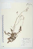 台灣黃鵪菜藏品圖，第1張