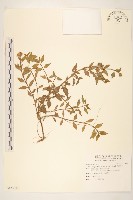 天蓬草舅藏品圖，第1張