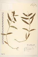 蟛蜞菊藏品圖，第1張