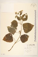 雙花蟛蜞菊藏品圖，第1張
