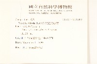 雙花蟛蜞菊藏品圖，第2張