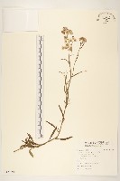 一枝香藏品圖，第1張