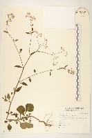 一枝香藏品圖，第1張