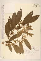 過山龍藏品圖，第1張