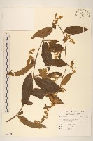 過山龍藏品圖，第1張