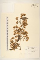 過山龍藏品圖，第1張