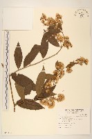 過山龍藏品圖，第1張