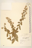 光耀藤藏品圖，第1張