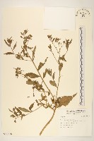 登錄號:S123106藏品圖，第1張