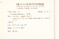 長柄菊藏品圖，第2張