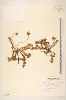 臺灣蒲公英藏品圖，第1張