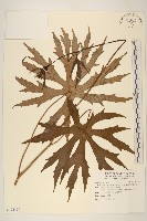 高山破傘菊藏品圖，第1張