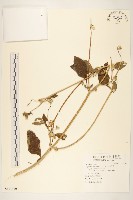 金腰箭藏品圖，第1張